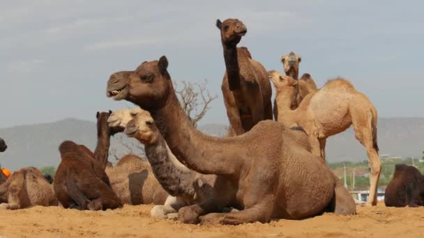 プシュカル キャメル フェア プシュカル キャメル フェア Pushkar Camel Fair または地元では — ストック動画