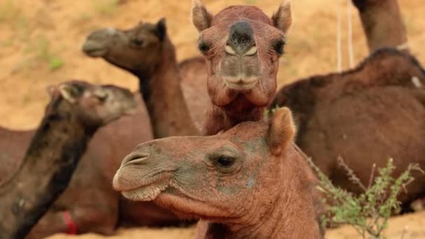 Camelos Feira Pushkar Também Chamada Feira Pushkar Camel Localmente Como — Vídeo de Stock