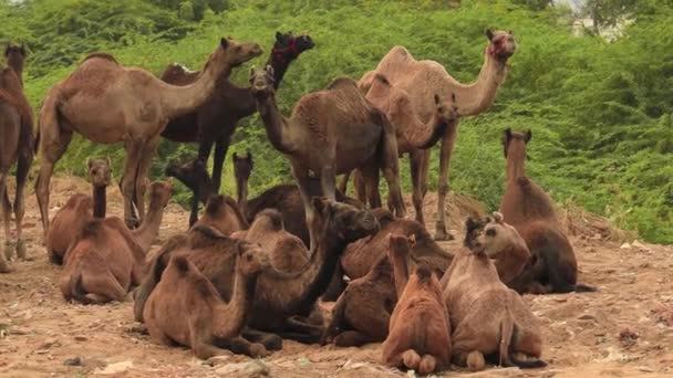 普什卡集市 Pushkar Fair 上的骆驼 也被称为普什卡骆驼集市 Pushkar Camel Fair 或当地的Kartik Mela — 图库视频影像