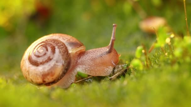 Close Caracol Lentamente Rastejando Pôr Sol — Vídeo de Stock