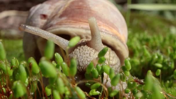 Helix Pomatia Ayrıca Romalı Salyangoz Burgundy Salyangozu Yenilebilir Salyangoz Veya — Stok video