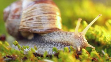 Helix pomatia ayrıca Romalı salyangoz, Burgundy salyangozu, yenilebilir salyangoz veya salyangoz, Helicidae familyasından bir karasal pulmonat yumuşakçasıdır..