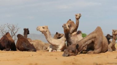 Pushkar Fuarı 'ndaki develer ya da yerel adıyla Kartik Mela, Hindistan' ın Pushkar Rajasthan kentinde düzenlenen yıllık çoklu hayvan fuarı ve kültür fuarıdır..