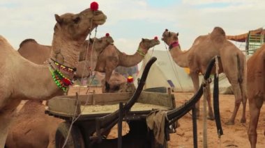 Pushkar Fuarı 'ndaki develer ya da yerel adıyla Kartik Mela, Hindistan' ın Pushkar Rajasthan kentinde düzenlenen yıllık çoklu hayvan fuarı ve kültür fuarıdır..