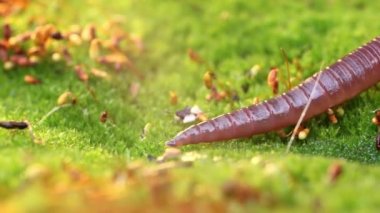 Solucan, Clitellata sınıfına ait, Oligochaeta, phylum Annelida cinsinden bir omurgasızdır. Bir tüp içinde vücut planı sergiliyorlar..