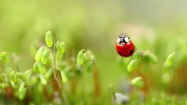 Ormandaki yeşil çimlerde bir uğur böceğinin yakın çekimi. Vahşi doğadaki makrokozmoz. Coccinella septempunctata, yedi noktalı uğur kuşu, Avrupa 'nın en yaygın uğur böceğidir..
