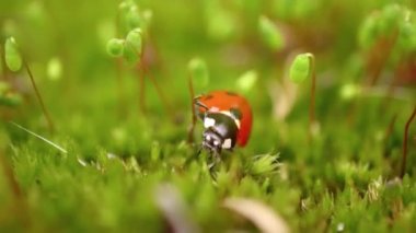 Ormandaki yeşil çimlerde bir uğur böceğinin yakın çekimi. Vahşi doğadaki makrokozmoz. Coccinella septempunctata, yedi noktalı uğur kuşu, Avrupa 'nın en yaygın uğur böceğidir..