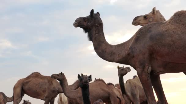 Καμήλες Στο Pushkar Fair Που Ονομάζεται Επίσης Pushkar Camel Fair — Αρχείο Βίντεο