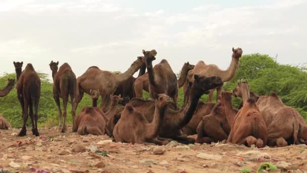 普什卡集市 Pushkar Fair 上的骆驼 也被称为普什卡骆驼集市 Pushkar Camel Fair 或当地的Kartik Mela — 图库视频影像
