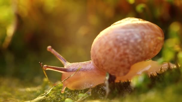 蜗牛在夕阳西下缓慢爬行的特写 — 图库视频影像