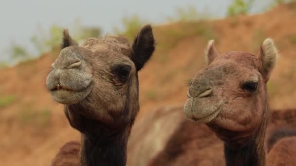 Camellos Feria Pushkar También Llamada Feria Camellos Pushkar Localmente Como — Vídeos de Stock