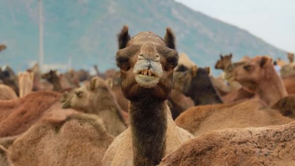 Καμήλες Στο Pushkar Fair Που Ονομάζεται Επίσης Pushkar Camel Fair — Αρχείο Βίντεο