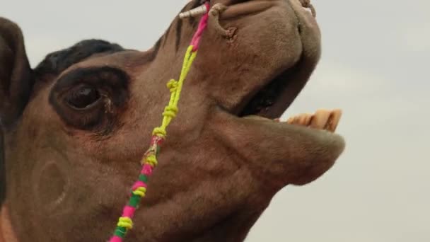 Pushkar Fair Camel Pushkar Camel Fair 인도푸슈 라자스탄 Pushkar Rajasthan — 비디오