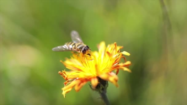 Bee Collects Nectar Flower Crepis Alpina — Stock Video