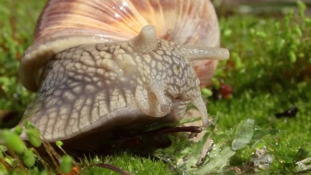 石榴属 Helix Pomatia 也是罗马蜗牛 Roman Snail 勃艮第蜗牛 Burgundy Snail 可食蜗牛 — 图库视频影像