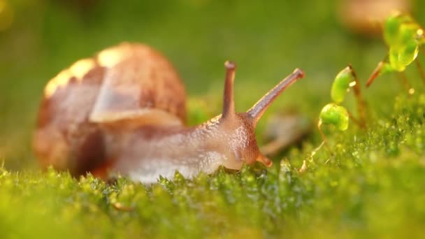 천천히 기어가는 달팽이의 — 비디오