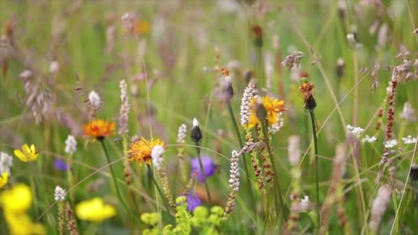 Contexto Abstrato Flores Alpinas Vídeo Com Profundidade Rasa Campo Câmera — Vídeo de Stock