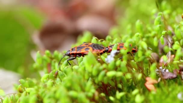 Firebug Pyrrhocoris Apterus Vanlig Insekt Familjen Pyrrhocoridae — Stockvideo