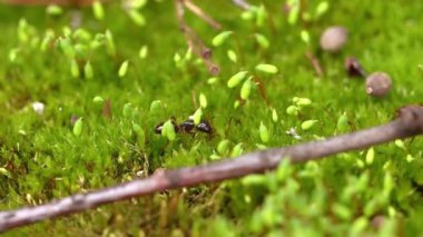 Karınca vahşi doğada yakın çekim.