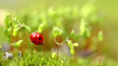 Ormandaki yeşil çimlerde bir uğur böceğinin yakın çekimi. Vahşi doğadaki makrokozmoz. Coccinella septempunctata, yedi noktalı uğur kuşu, Avrupa 'nın en yaygın uğur böceğidir..