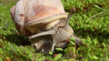 Helix pomatia ayrıca Romalı salyangoz, Burgundy salyangozu, yenilebilir salyangoz veya salyangoz, Helicidae familyasından bir karasal pulmonat yumuşakçasıdır..