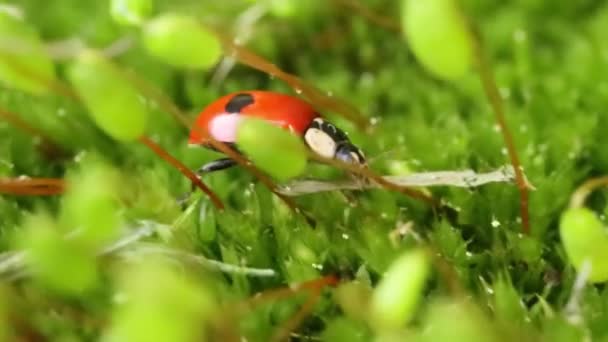 森の中の緑の草の中のテントウムシのクローズアップ野生動物 野生のマクローム コチネラ セプテンクタータ Cocinella Septemunctata ヨーロッパで最も一般的なテントウムシである — ストック動画