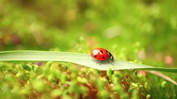 Close Wildlife Ladybug Green Grass Forest Macrocosm Wild Coccinella Septempunctata — Stock Video