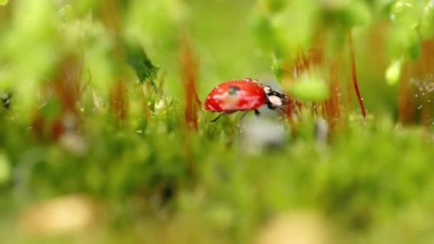 森の中の緑の草の中のテントウムシのクローズアップ野生動物 野生のマクローム コチネラ セプテンクタータ Cocinella Septemunctata ヨーロッパで最も一般的なテントウムシである — ストック動画