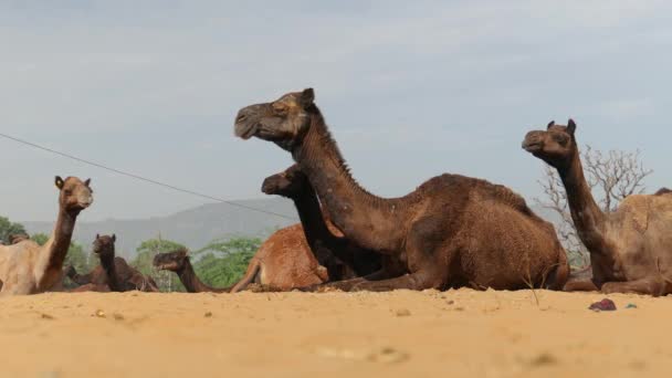 普什卡集市 Pushkar Fair 上的骆驼 也被称为普什卡骆驼集市 Pushkar Camel Fair 或当地的Kartik Mela — 图库视频影像