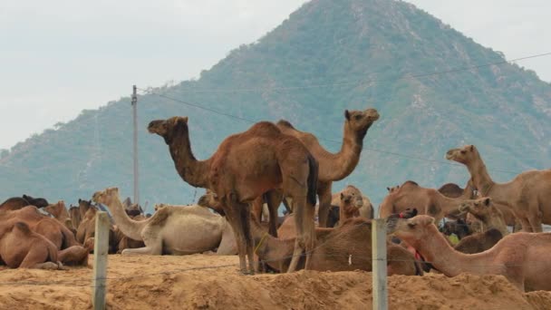 Kamele Auf Der Pushkar Fair Auch Als Pushkar Camel Fair — Stockvideo