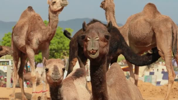 Camellos Feria Pushkar También Llamada Feria Camellos Pushkar Localmente Como — Vídeos de Stock