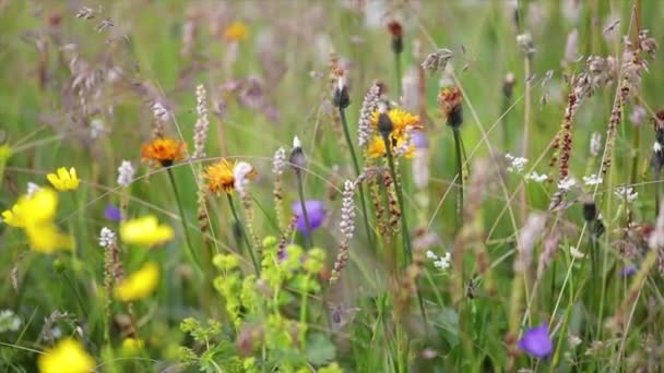 Abstracte Achtergrond Van Alpenbloemen Video Met Ondiepe Scherptediepte Slow Motion — Stockvideo