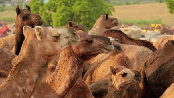 Camellos Feria Pushkar También Llamada Feria Camellos Pushkar Localmente Como — Vídeos de Stock