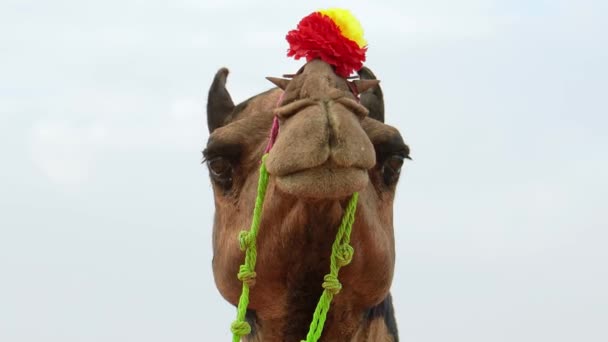 Верблюды Ярмарке Pushkar Camel Fair Известной Ярмарка Верблюдов Pushkar Camel — стоковое видео