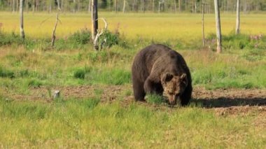 Kahverengi ayı (Ursus arctos), Avrasya 'nın kuzeyinde ve Kuzey Amerika' da yaşayan bir ayıdır. Kuzey Amerika 'da, kahverengi ayı popülasyonlarına genellikle boz ayı denir..