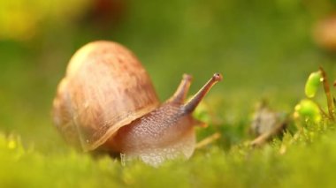 Gün batımında yavaşça sürünen bir salyangozun yakın çekimi..