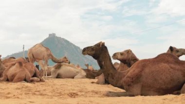 Pushkar Fuarı 'ndaki develer ya da yerel adıyla Kartik Mela, Hindistan' ın Pushkar Rajasthan kentinde düzenlenen yıllık çoklu hayvan fuarı ve kültür fuarıdır..