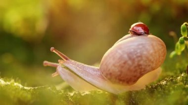 Gün batımında bir salyangoz ve uğur böceğinin vahşi yaşamı..