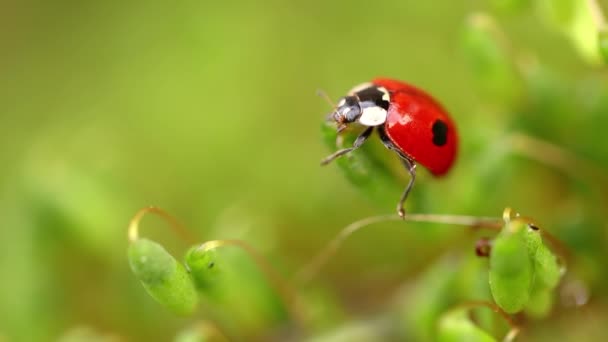 Primer Plano Vida Silvestre Una Mariquita Hierba Verde Bosque Macrocosmos — Vídeo de stock