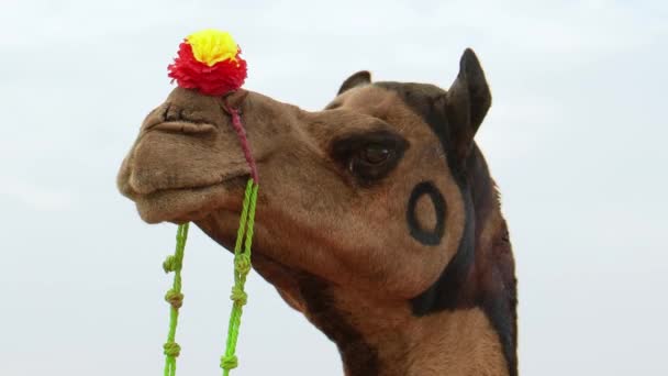 プシュカル キャメル フェア プシュカル キャメル フェア Pushkar Camel Fair または地元では — ストック動画