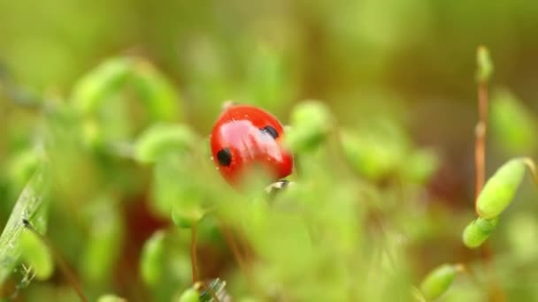 Primer Plano Vida Silvestre Una Mariquita Hierba Verde Bosque Macrocosmos — Vídeos de Stock