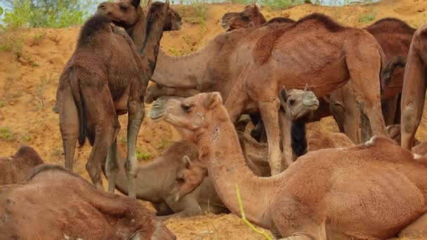 Camellos Feria Pushkar También Llamada Feria Camellos Pushkar Localmente Como — Vídeos de Stock