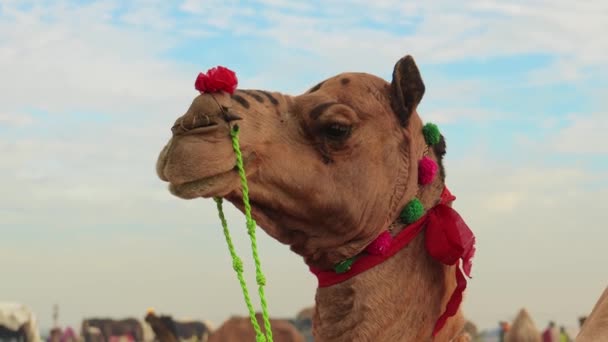 Kamele Auf Der Pushkar Fair Auch Als Pushkar Camel Fair — Stockvideo