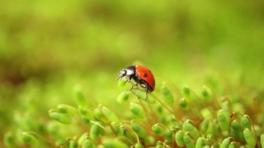 Ormandaki yeşil çimlerde bir uğur böceğinin yakın çekimi. Vahşi doğadaki makrokozmoz. Coccinella septempunctata, yedi noktalı uğur kuşu, Avrupa 'nın en yaygın uğur böceğidir..