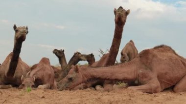 Pushkar Fuarı 'ndaki develer ya da yerel adıyla Kartik Mela, Hindistan' ın Pushkar Rajasthan kentinde düzenlenen yıllık çoklu hayvan fuarı ve kültür fuarıdır..