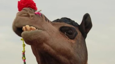 Pushkar Fuarı 'ndaki develer ya da yerel adıyla Kartik Mela, Hindistan' ın Pushkar Rajasthan kentinde düzenlenen yıllık çoklu hayvan fuarı ve kültür fuarıdır..