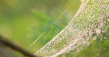 Örümcek ağında yağmur damlaları. Küçük yağmur damlalarında örümcek ağları.