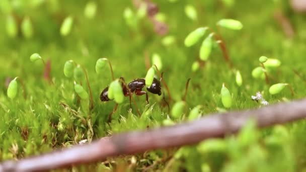 野外的蚂蚁特写 — 图库视频影像
