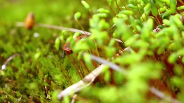 Pyrrhocoris Apterus Insecto Común Familia Pyrrhocoridae — Vídeo de stock