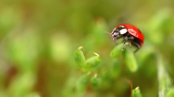 Vida Selvagem Close Uma Joaninha Grama Verde Floresta Macrocosmo Natureza — Vídeo de Stock